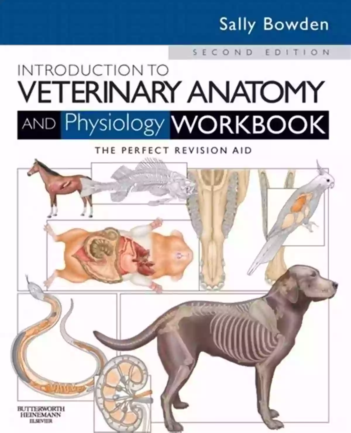 Dog Heart Anatomy Veterinary Physiology Workbook Veterinary Anatomy Coloring Dog Anatomy Veterinary Physiology Workbook: 70 Pages 8 5 X 11 For Vet Nurses And Students