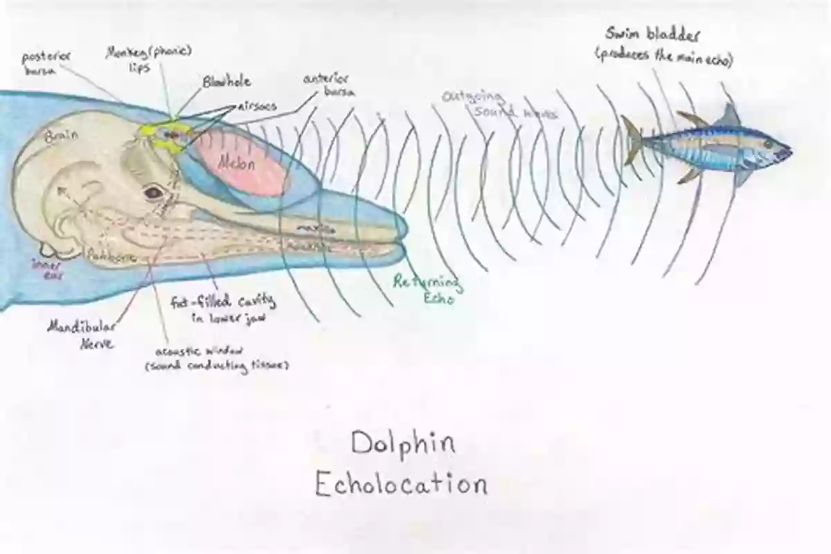 Dolphin Using Echolocation Dolphin Facts For Kids Barry Buggles