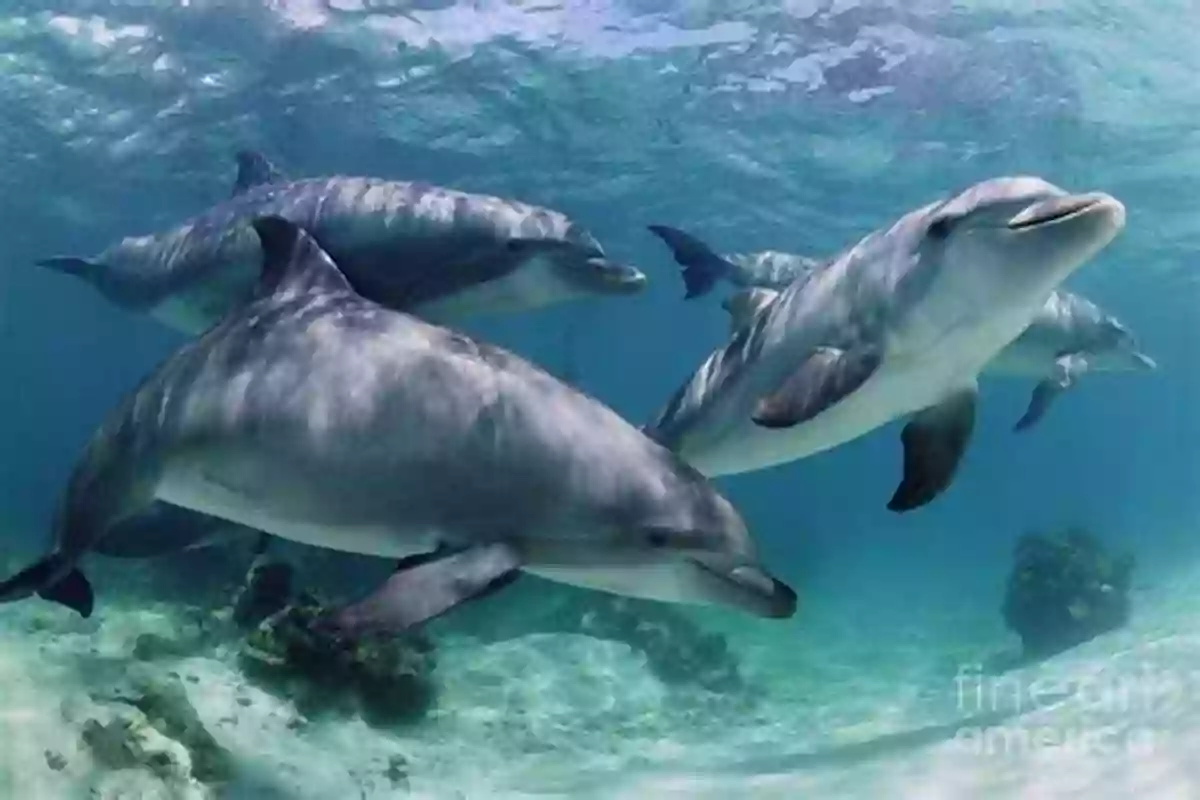 Dolphin Swimming In A Group Dolphin Facts For Kids Barry Buggles