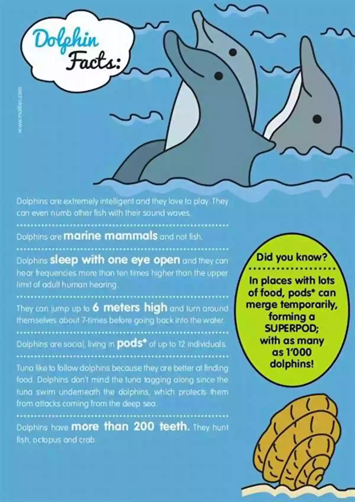 Dolphins Communicating Underwater Dolphin Facts For Kids Barry Buggles