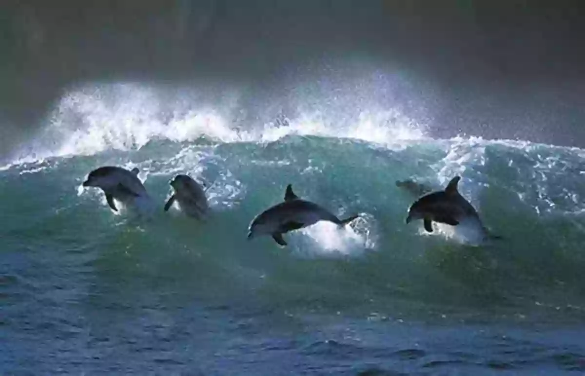 Dolphins Playing In The Crystal Clear Waters Of The Salish Sea Explore With Me At The Salish Sea