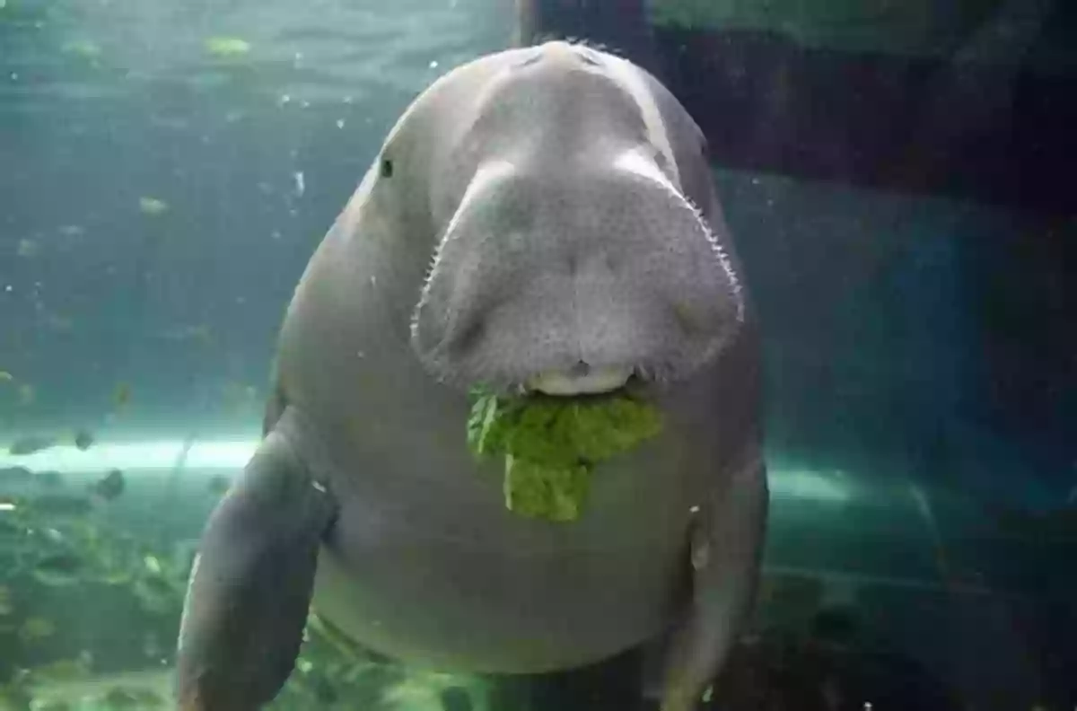 Dugong In The Ocean The Alphabet ABC In The Ocean: Colorfull And Cognitive Alphabet With 80 Pictures For 2 5 Year Old Kids (Baby Children S Toddler (The Alphabet With Large Pictures)