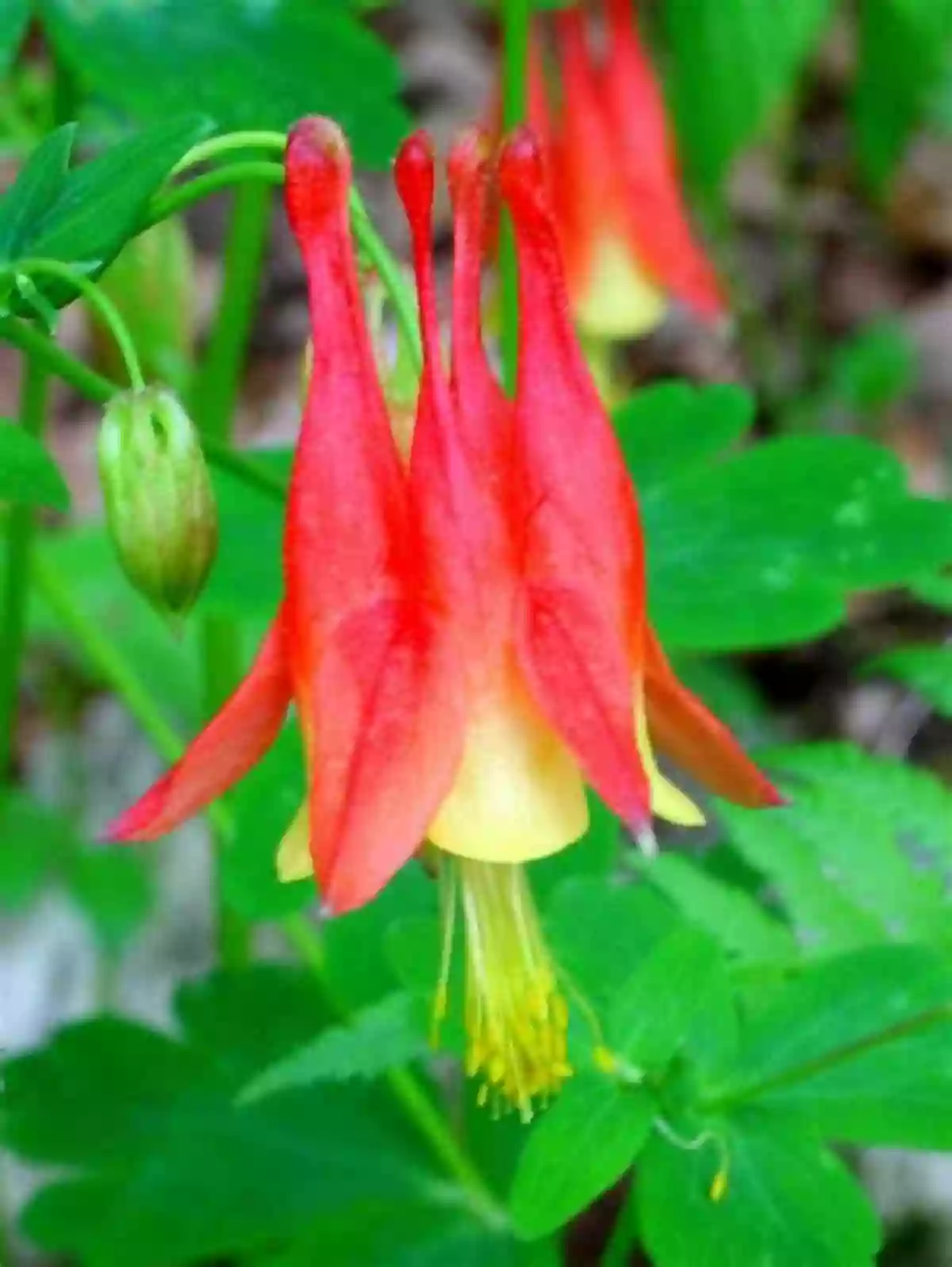 Eastern Red Columbine Beautiful Red And Yellow Tubular Flowers Deer Resistant Native Plants For The Northeast