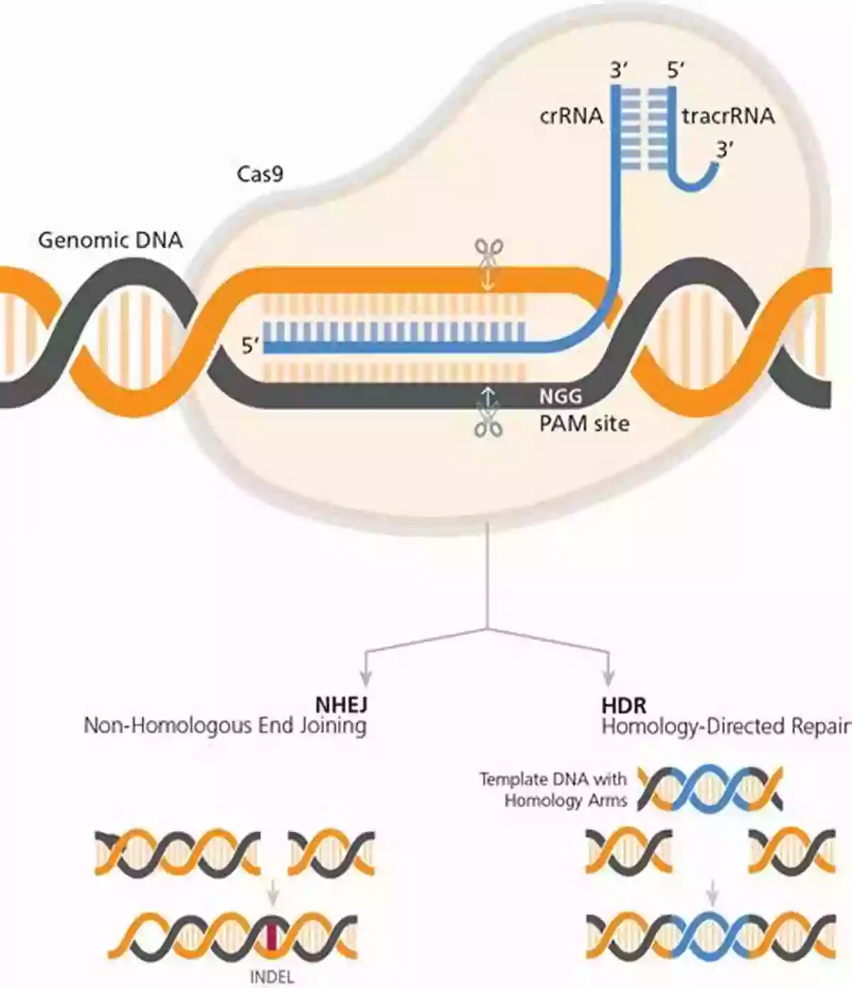 Editing The Human Genome With Crispr Cas9 Modern Prometheus: Editing The Human Genome With Crispr Cas9