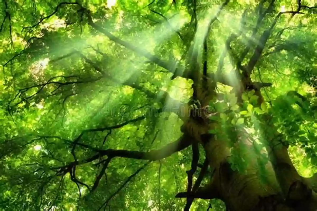 Enchanting Forest With Sun Rays Piercing Through The Lush Canopy, Creating An Otherworldly Atmosphere Sunrises Of County Clare Ireland: Mystical Moods Of Ireland Vol VII