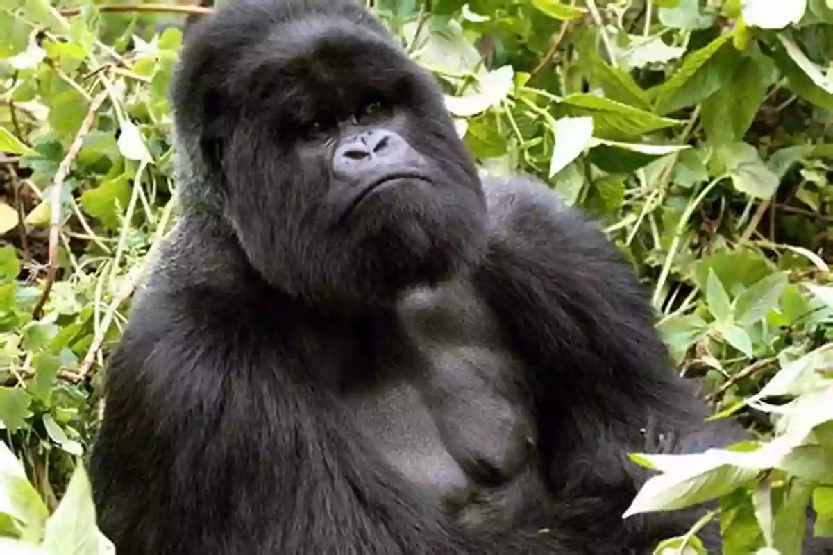 Encountering Majestic Mountain Gorillas In Rwanda Minerals Gemstones Of East Africa: Burundi Kenya Rwanda Tanzania And Uganda