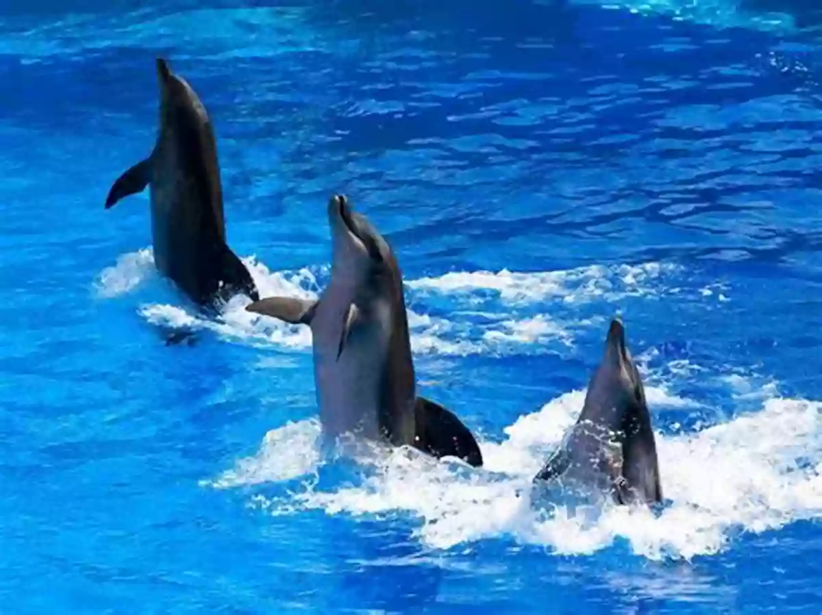 Energetic Dolphins Joyfully Dancing In The Waves A To Z Animals: Animal Picture