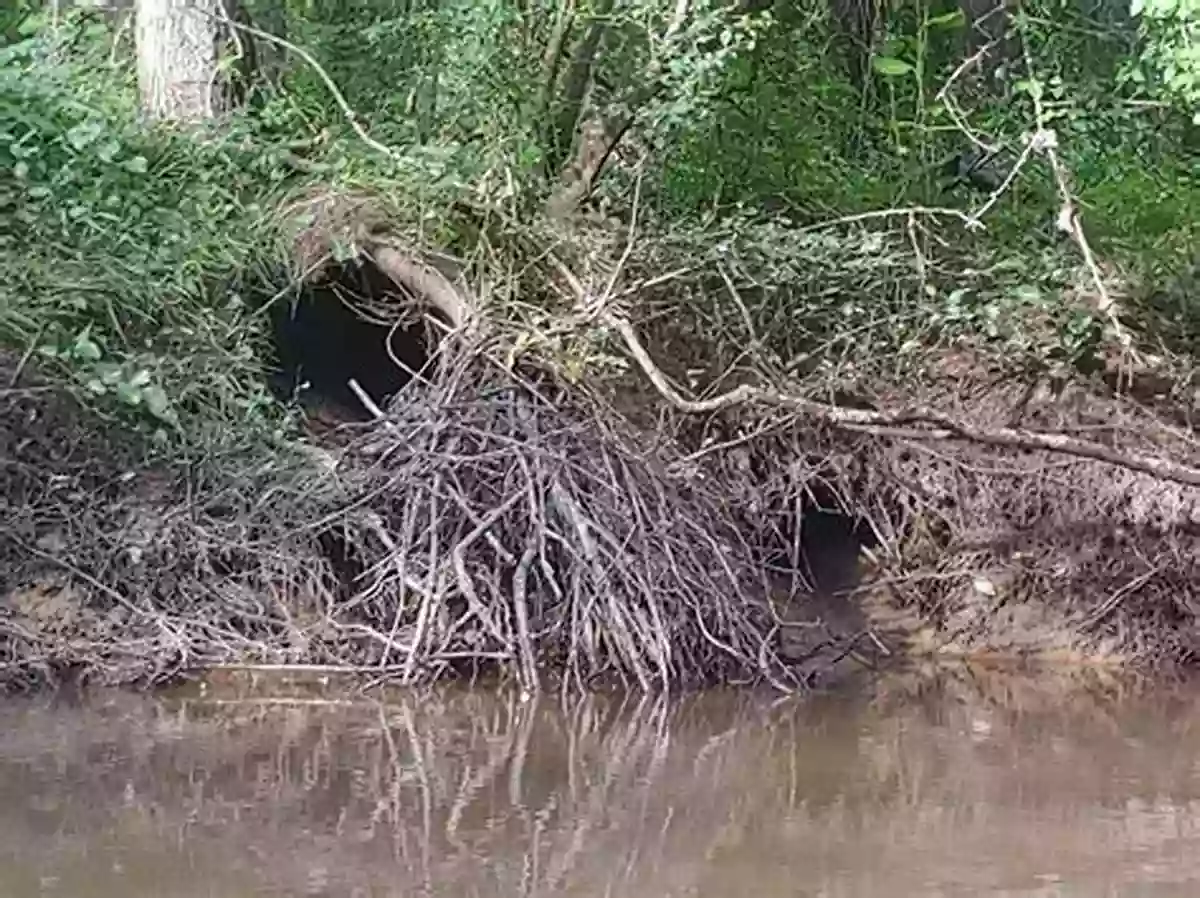 Entrance To The Nest In The Stream The Nest In The Stream: Lessons From Nature On Being With Pain