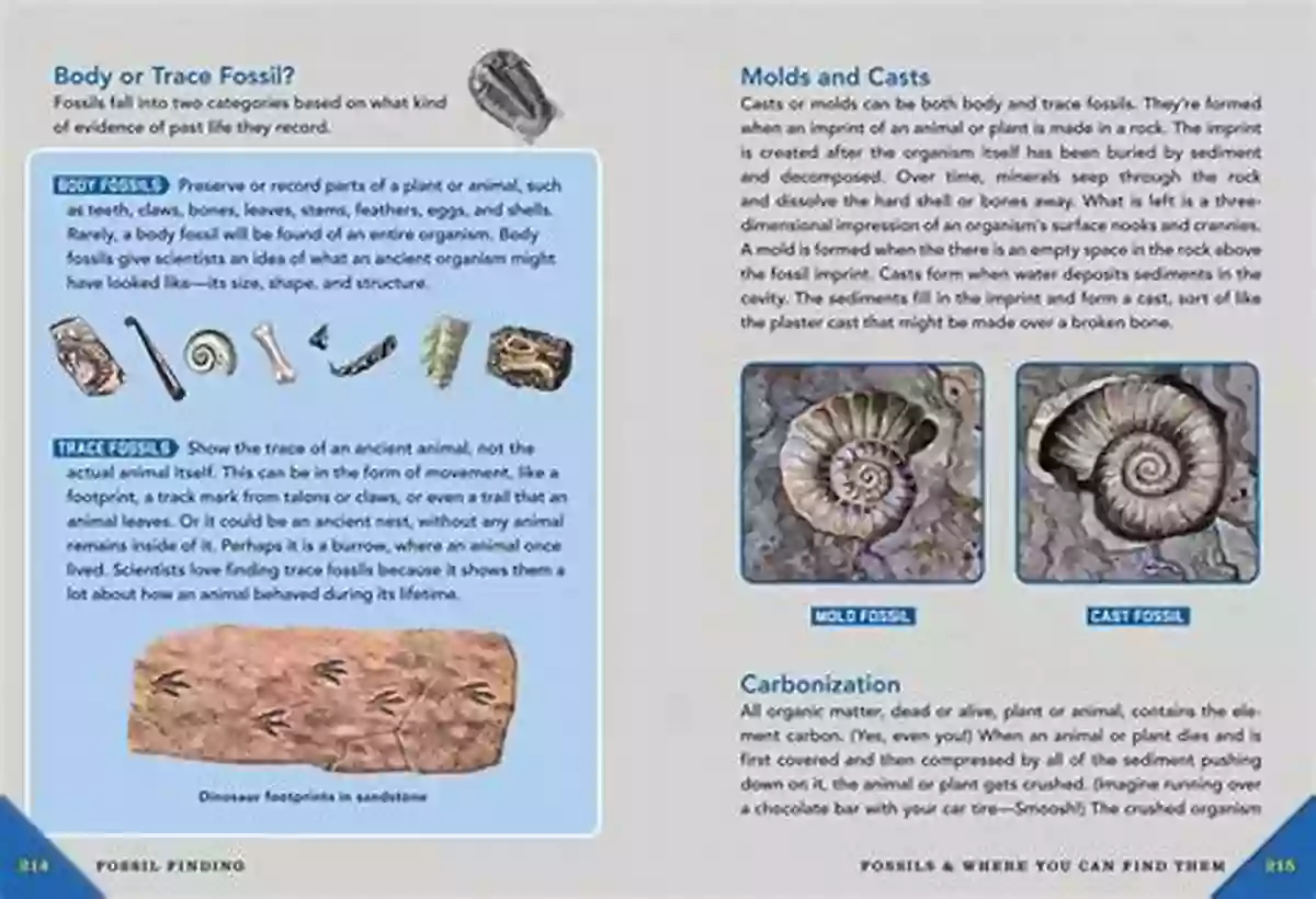 Exciting Rock Fossil And Shell Hunting Adventure: Discovering Hidden Gems Beneath The Surface Outdoor School: Rock Fossil And Shell Hunting: The Definitive Interactive Nature Guide