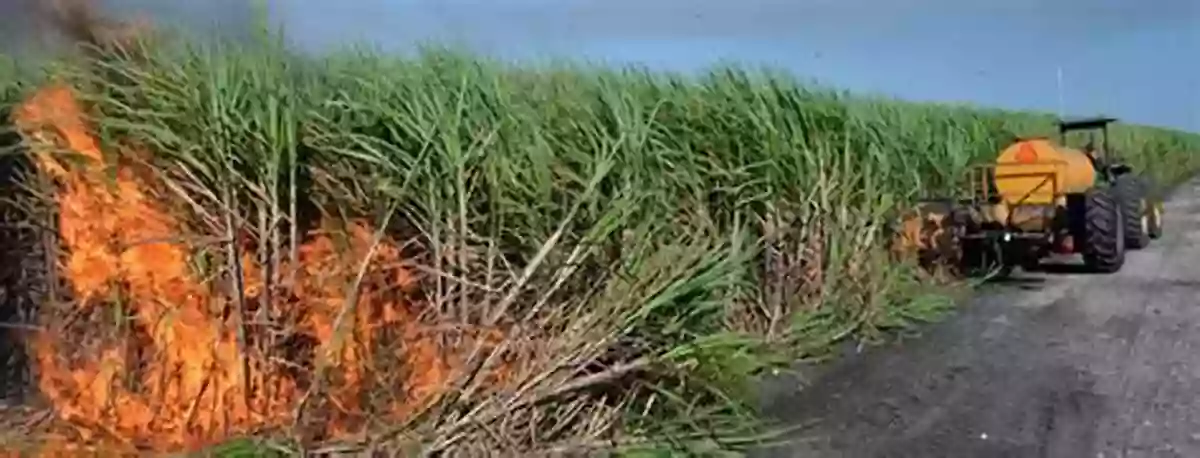 Expansive Sugar Cane Fields In Florida Moving Water: The Everglades And Big Sugar