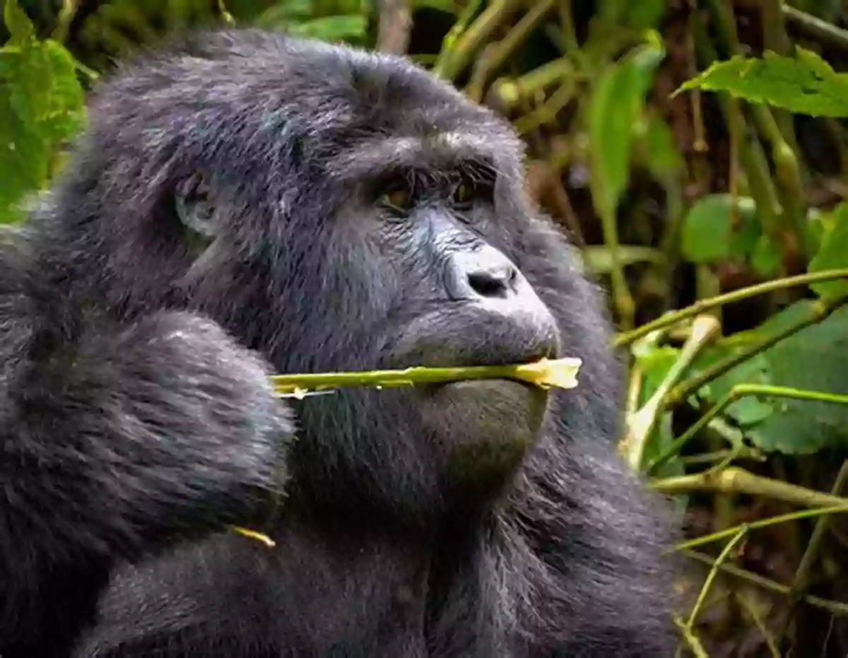 Experiencing The Majesty Of Mountain Gorillas In Uganda Minerals Gemstones Of East Africa: Burundi Kenya Rwanda Tanzania And Uganda