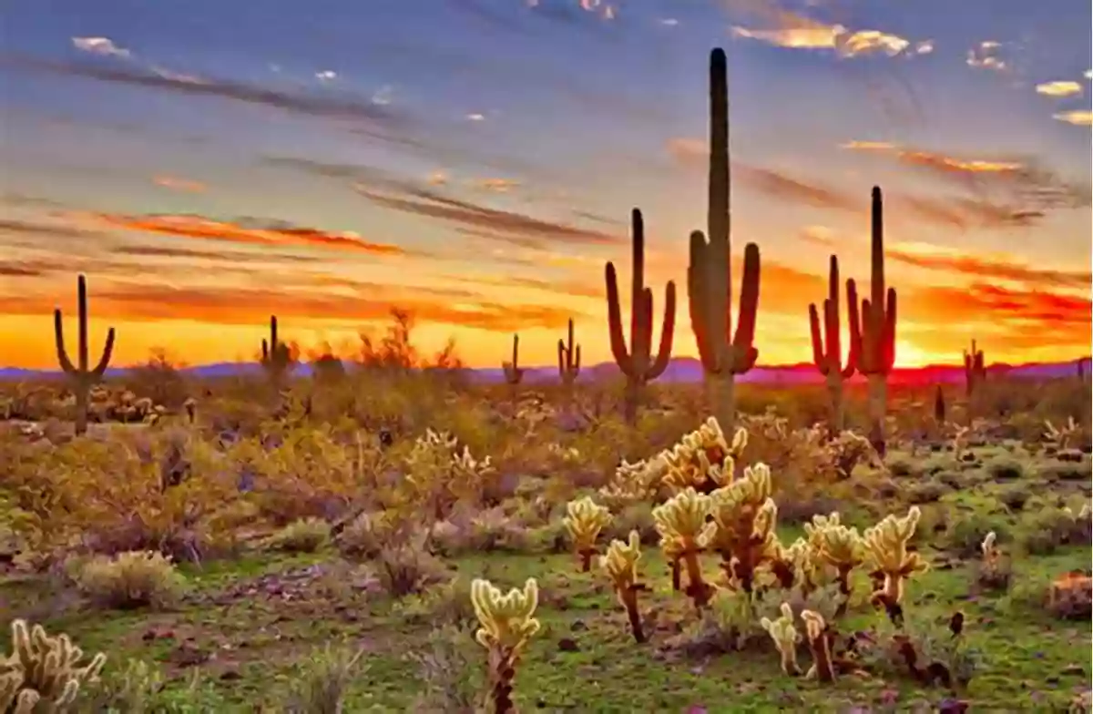 Explore The Breathtaking Landscapes Of Earth Baby Sonoran Desert Earth Baby Sonoran Desert