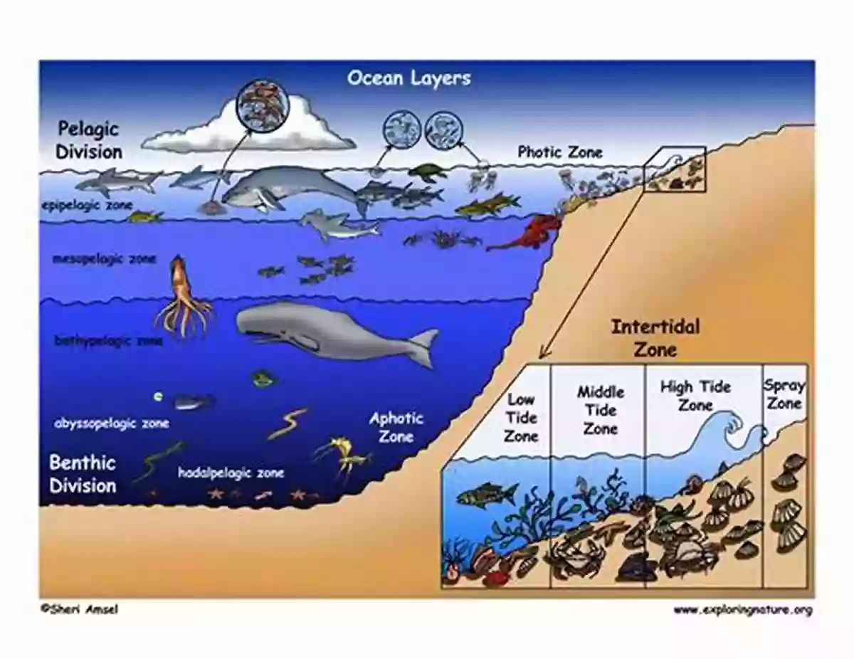 Exploring The Fascinating Intertidal Zone W Is For Waves: An Ocean Alphabet (Science Alphabet)