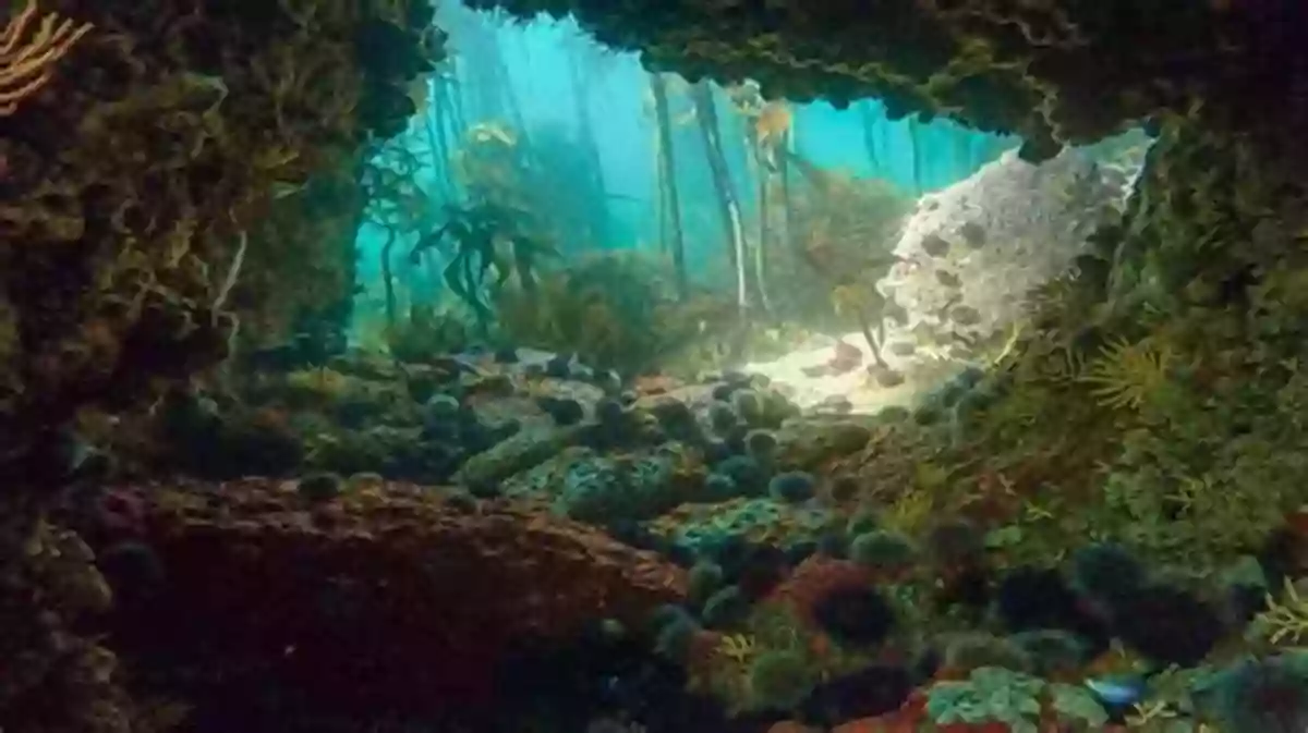 Exploring The Magical Kelp Forests W Is For Waves: An Ocean Alphabet (Science Alphabet)