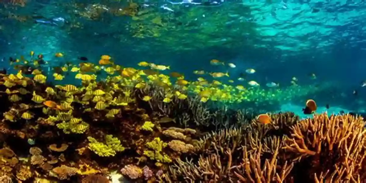 Exploring The Magnificent Fringing Reef W Is For Waves: An Ocean Alphabet (Science Alphabet)