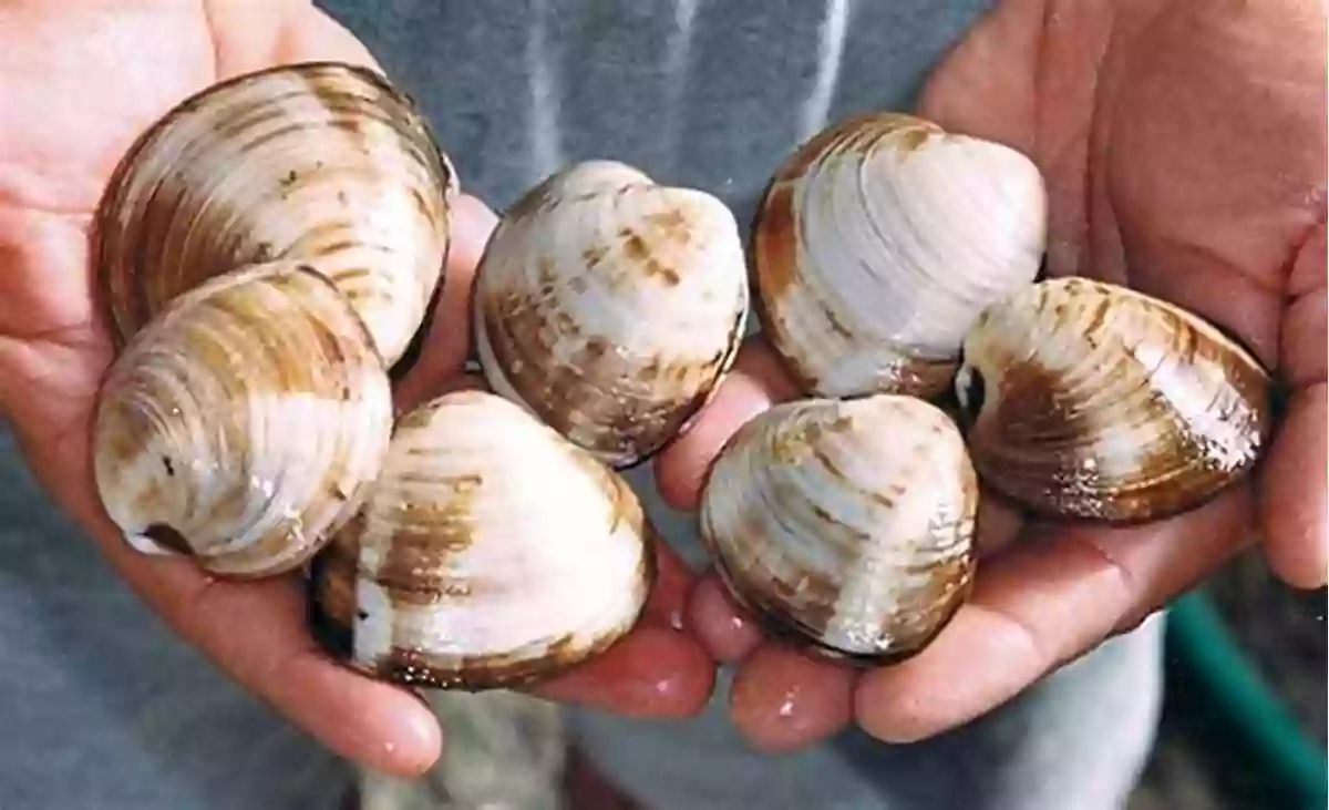 Exploring The World Of Quahog Clams W Is For Waves: An Ocean Alphabet (Science Alphabet)