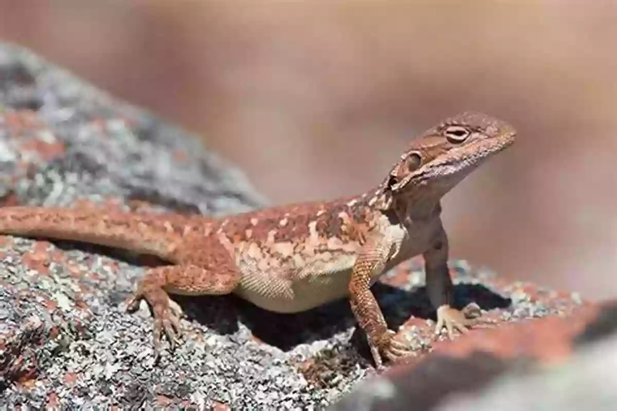 Eyre Peninsula Underground Dragon Covered Karsts (Springer Geology) Joe White