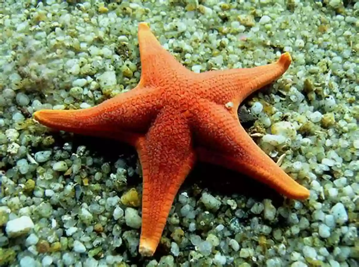 Fascinating Echinoderms In The Ocean W Is For Waves: An Ocean Alphabet (Science Alphabet)