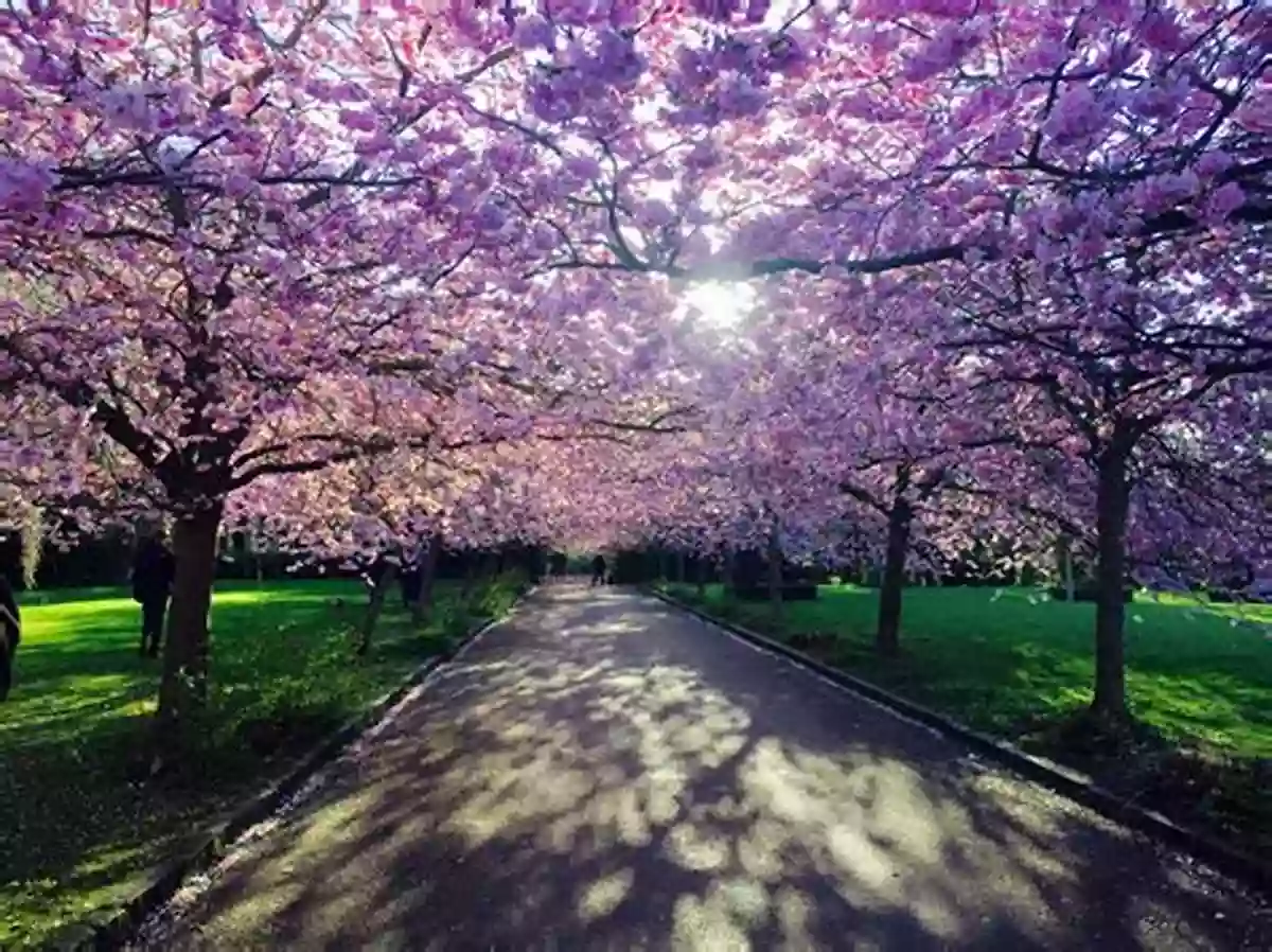 Flowering Cherry Blossoms In Denmark During Spring Weather And The Seasons DK