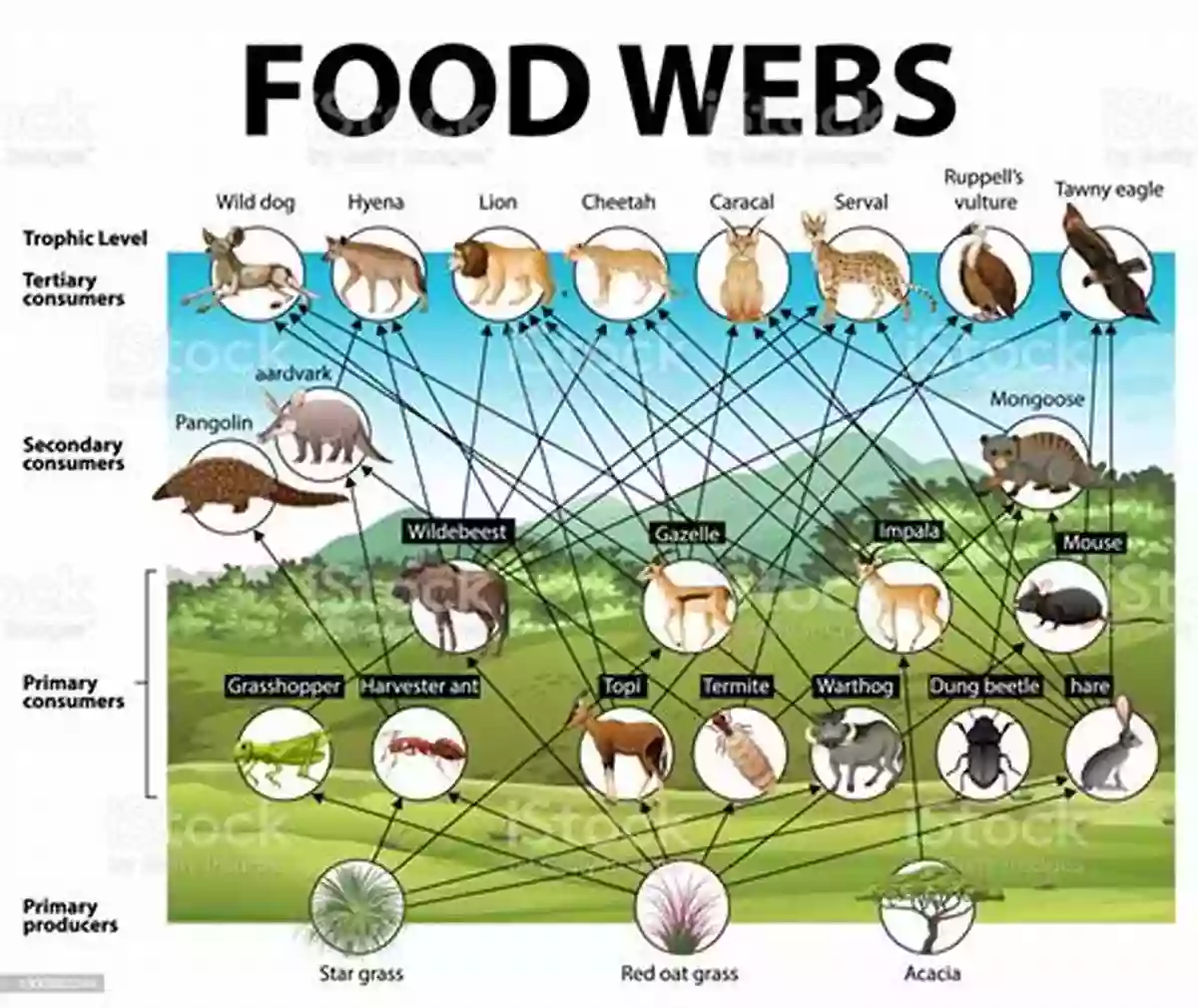 Food Web Diagram Secrets Of The Garden: Food Chains And The Food Web In Our Background