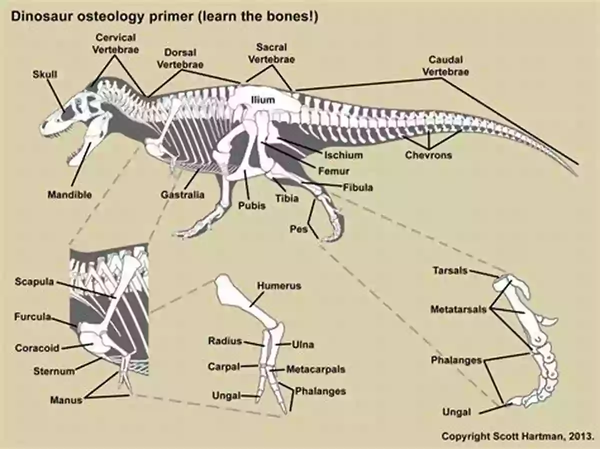 Fossil Of A Dinosaur Skeletal Structure All About Fossils (A True Book): Discovering Dinosaurs And Other Clues To The Past (A True (Relaunch))