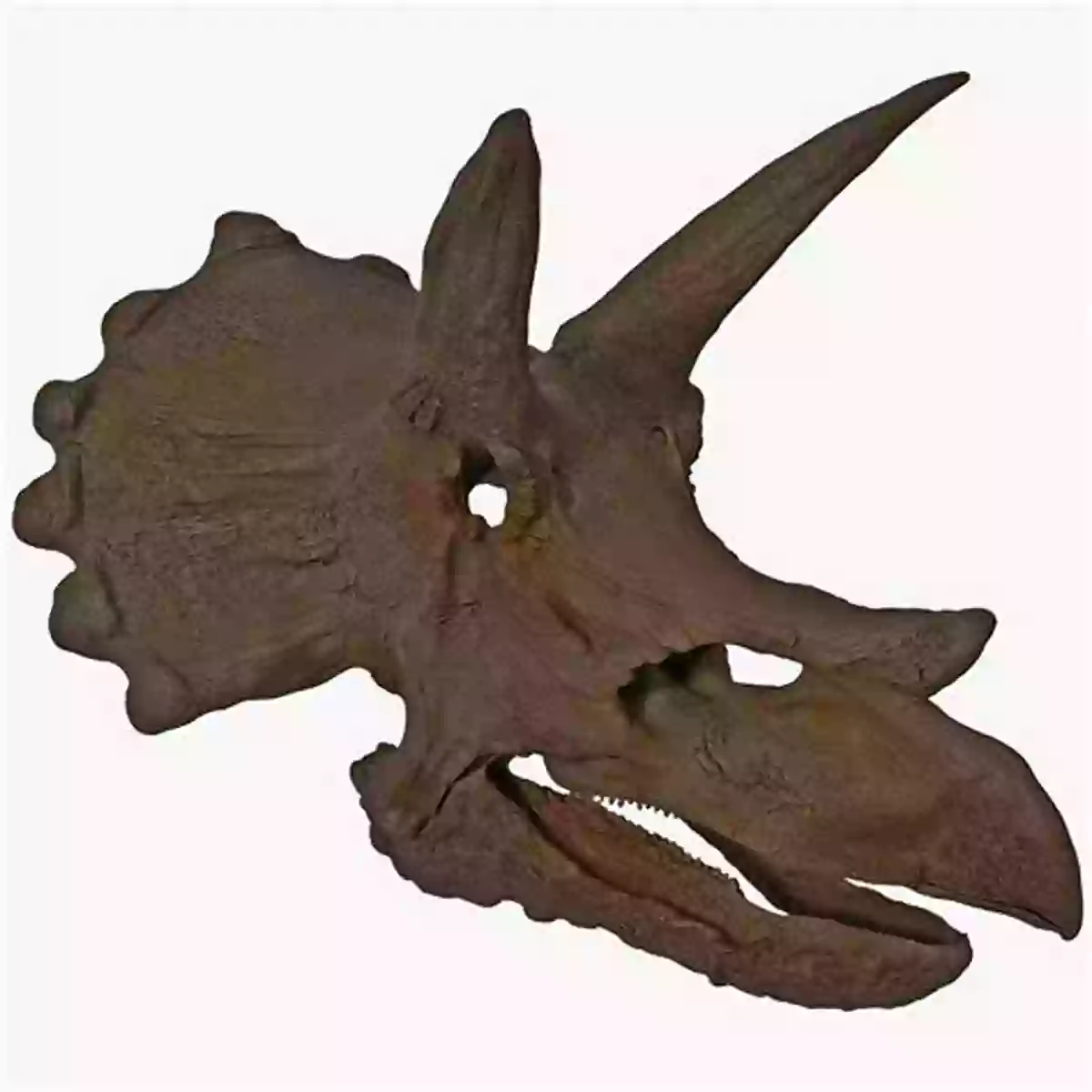 Fossil Of A Triceratops Skull All About Fossils (A True Book): Discovering Dinosaurs And Other Clues To The Past (A True (Relaunch))