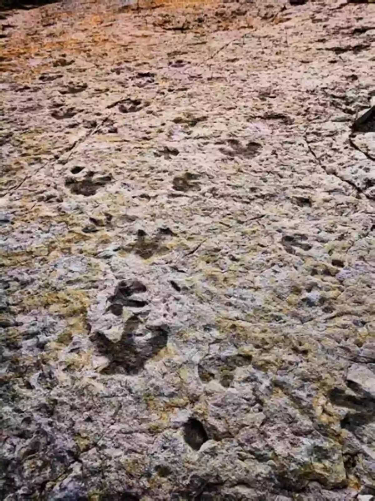 Fossilized Dinosaur Footprint Ancient Denvers: Scenes From The Past 300 Million Years Of The Colorado Front Range