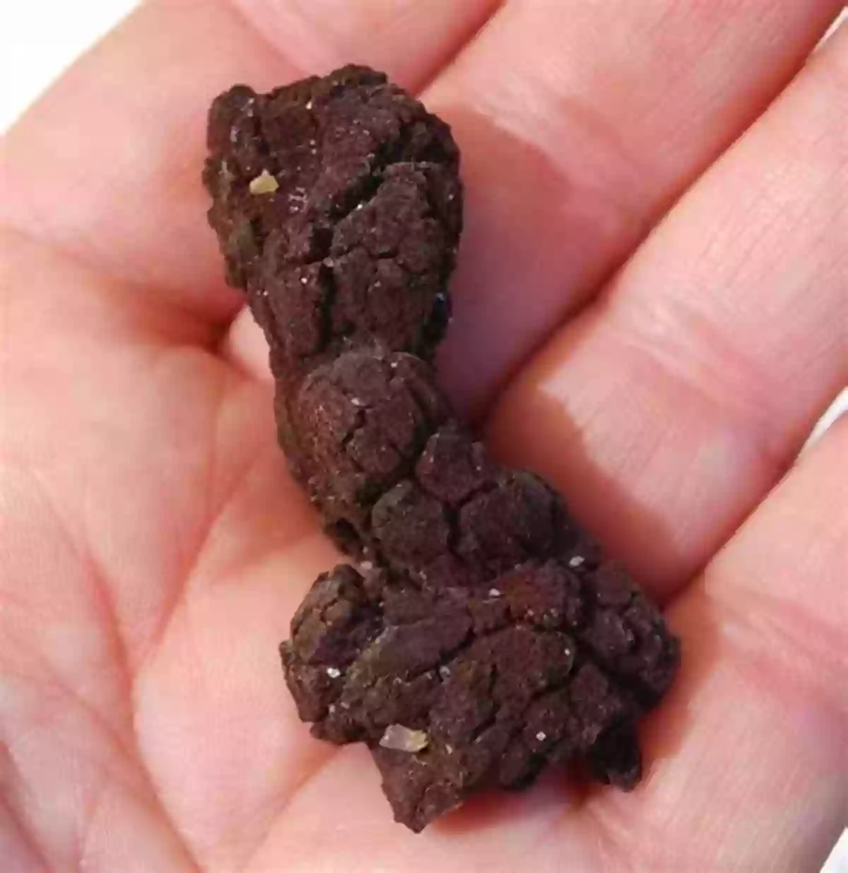 Fossilized Dinosaur Poop Coprolite: A Really Crappy Story