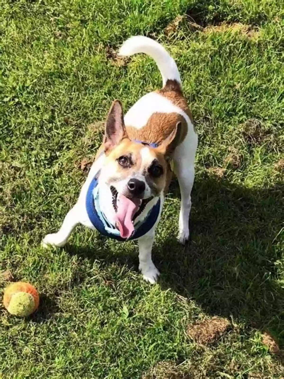 Friendly Dog Wagging Its Tail And Playing With A Ball Beyond Words: What Wolves And Dogs Think And Feel (A Young Reader S Adaptation)