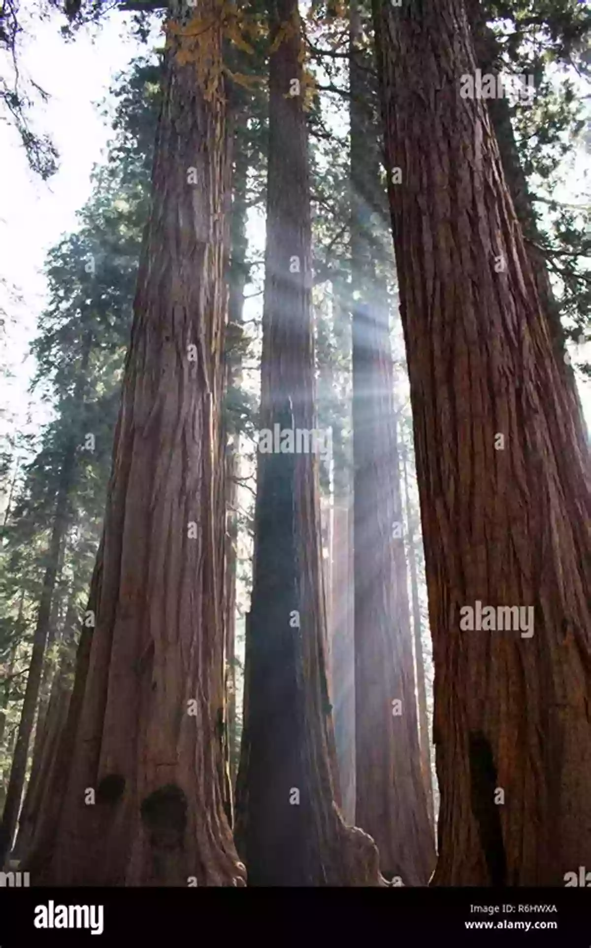 Giant Sequoia Trees Towering Above, Their Ancient Trunks Reaching Towards The Heavens Granite And Grace: Seeking The Heart Of Yosemite