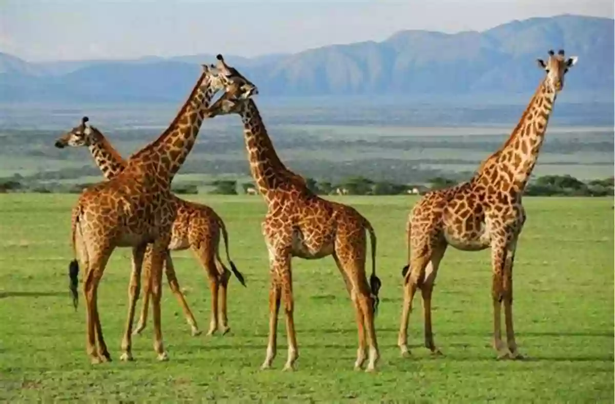 Giraffes Peacefully Grazing In Their Natural Habitat Giraffes (Penguin Young Readers Level 3)