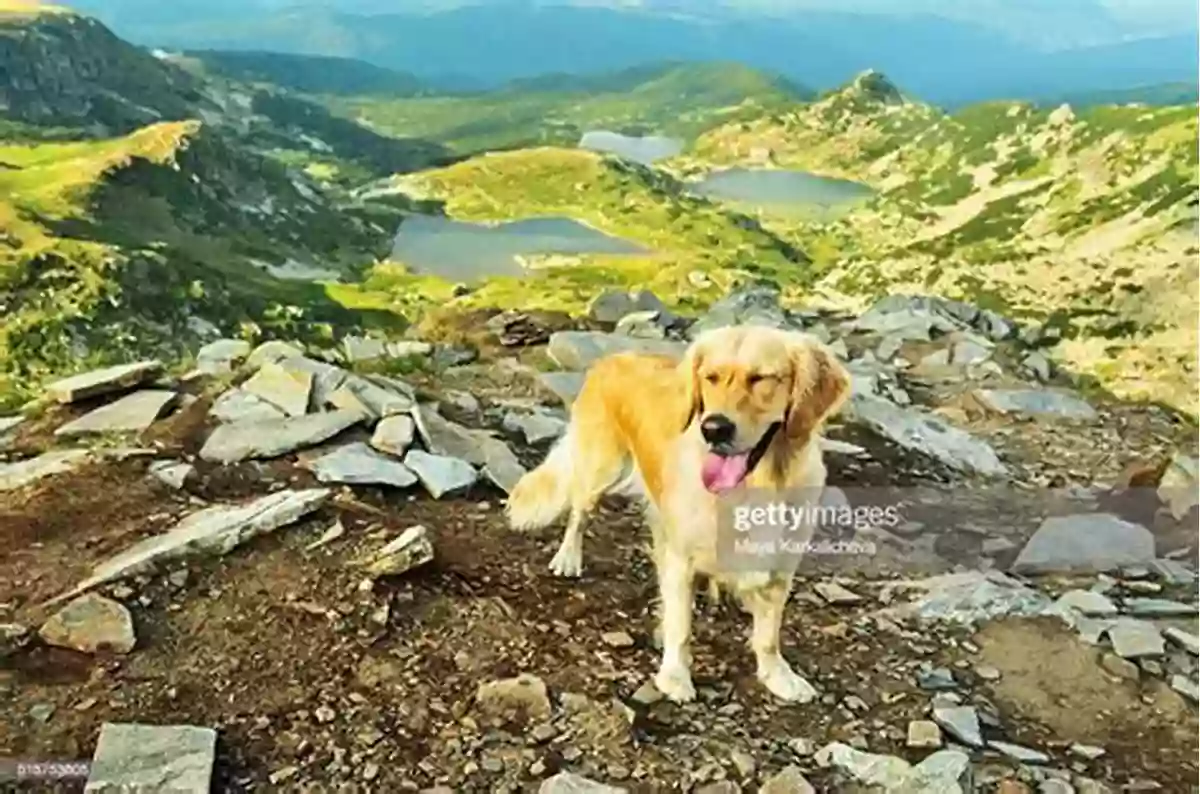 Golden Retriever Reaching The Summit Of A Mountain, Fulfilling Its Dreams Of Being On Top Of The World. Polar Dogs: Dreams Of Being On Top Of The World (Dog Tales)