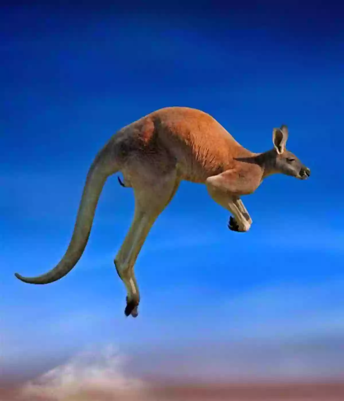 Graceful Kangaroo Jumping Through The Australian Outback My Of Animal Opposites: Big Or Small Loud Or Quiet: 141 Animals From Around The World