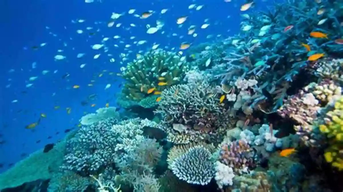 Great Barrier Reef Experiencing The Wonders Of The Underwater World The Commonwealth Of Oceana Illustrated