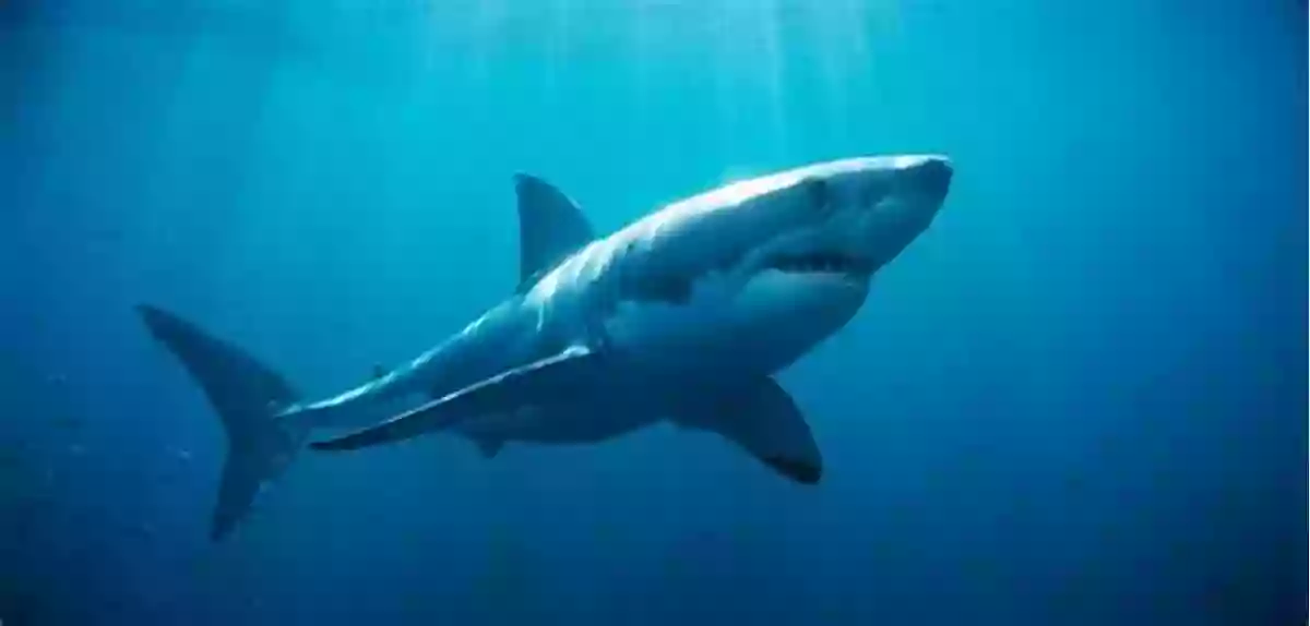 Great White Shark Swimming In The Open Ocean Shark Books: The Ultimate Shark For Kids: PLUS Amazing Shark Photos (Animal Fact 2)