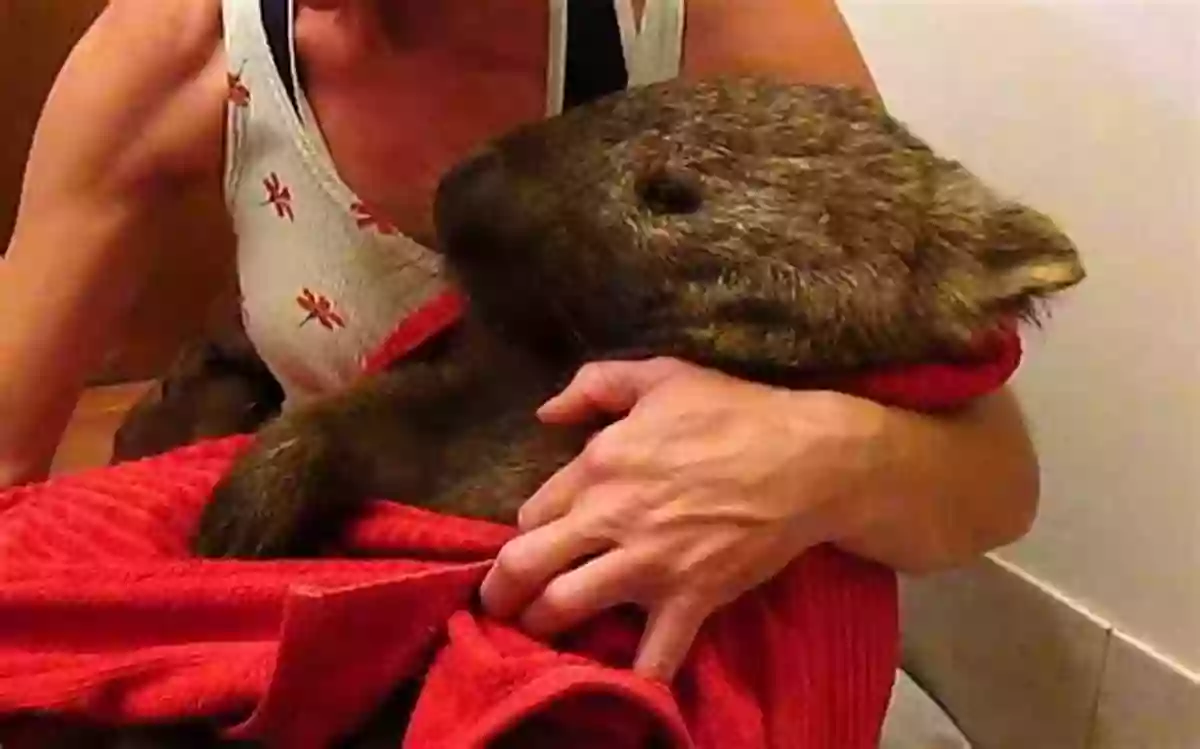 Heartwarming Stories Of Rescuing Wombats And Giving Them A Second Chance At Life Welcome Wombat (True Tales Of Rescue)