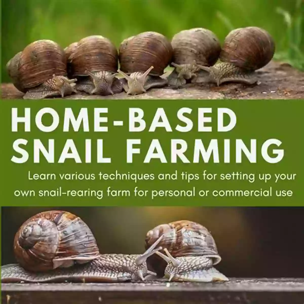 How To Get Your Own Snail Empire Build A Snail Farm: How To Get Your Own Snail Empire