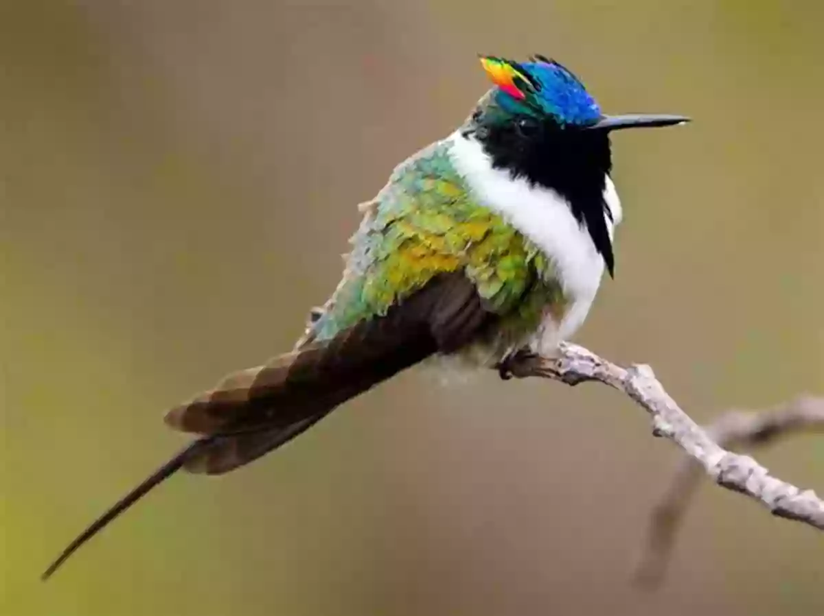 Hummingbird The Exquisite Creatures Of Nature Where Hummingbirds Come From Bilingual Chinese English