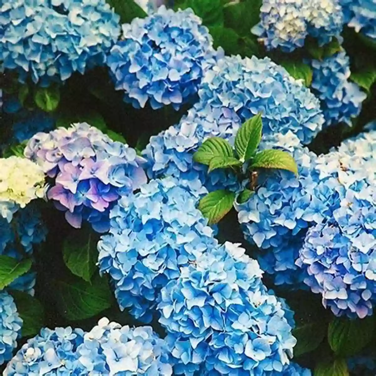 Hydrangeas A Colorful Display That Evokes Serenity Every Common Bush Patricia Rorke