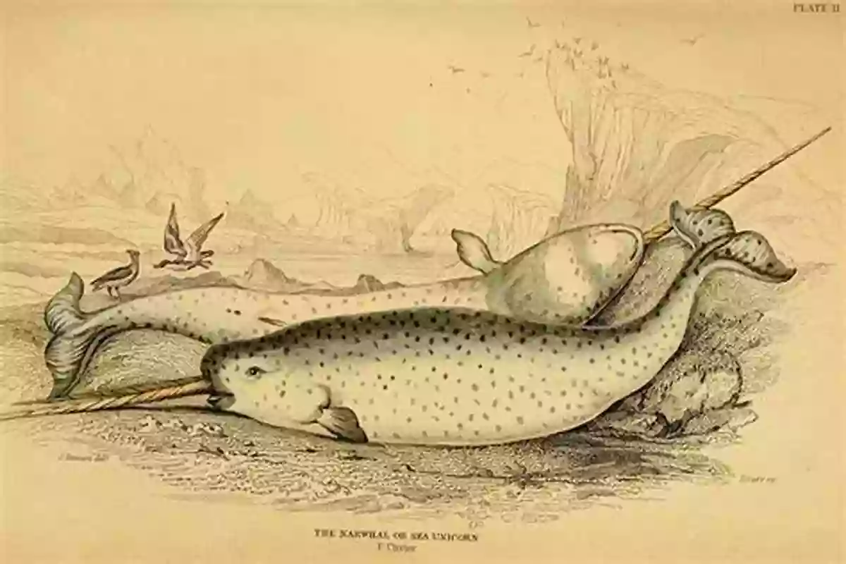 Illustration Of A Narwhal In Ancient Folklore, Showcasing Its Mythical Qualities Narwhal: The Arctic Unicorn Calliope Glass