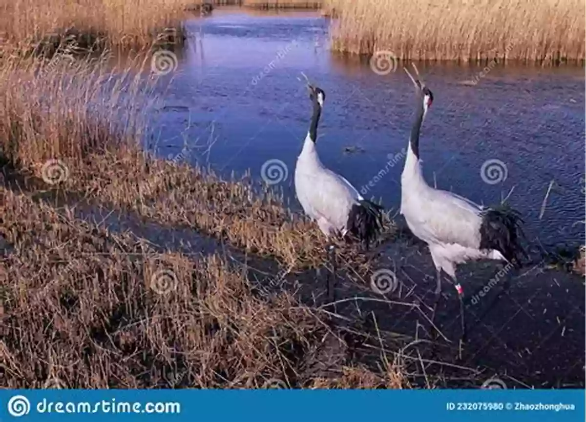 Illustration Of A Graceful Red Crowned Crane In A Natural Setting Visual Chinese Vocabulary Vol 3: Animals 3