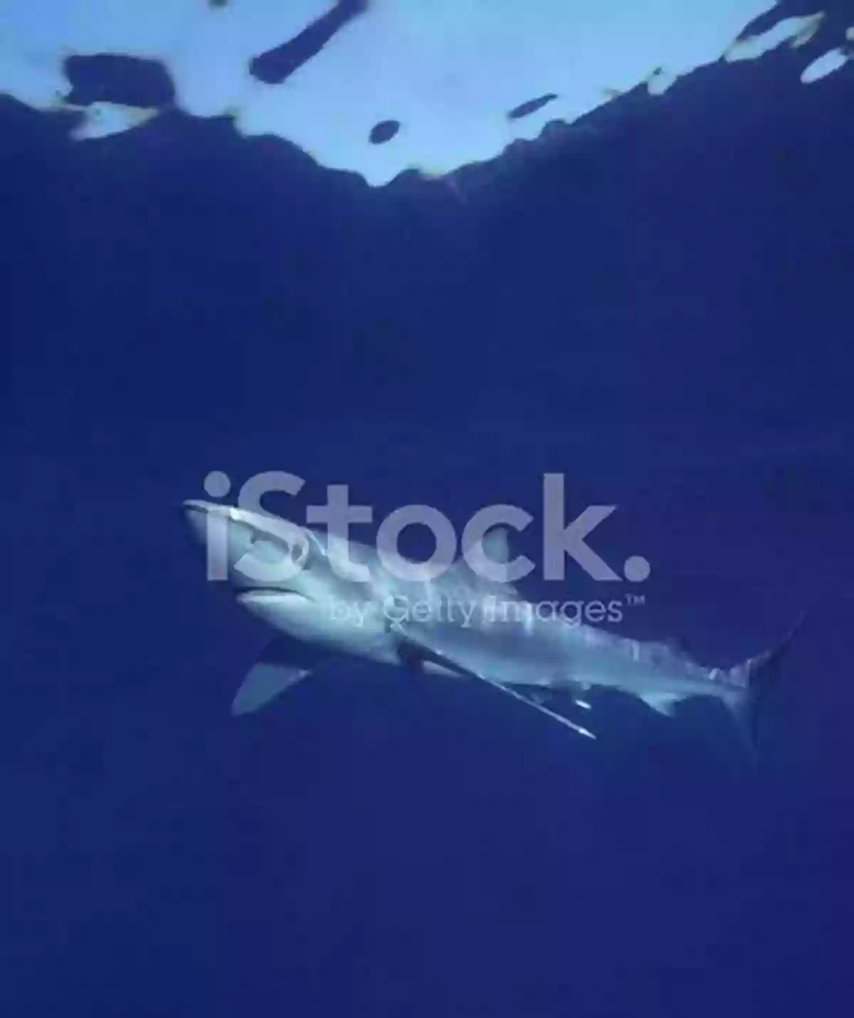 Illustration Of A Mighty Bull Shark Swimming Gracefully In Deep Blue Ocean Waters Bull Sharks (21st Century Skills Library: Exploring Our Oceans)