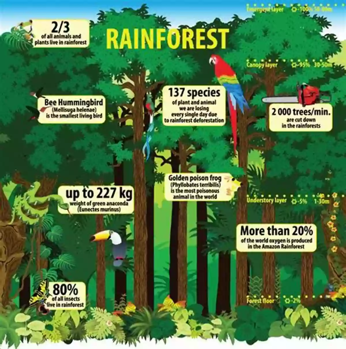 Illustration Of Forest Facts And Figures Forests: Discover Pictures And Facts About Forests For Kids