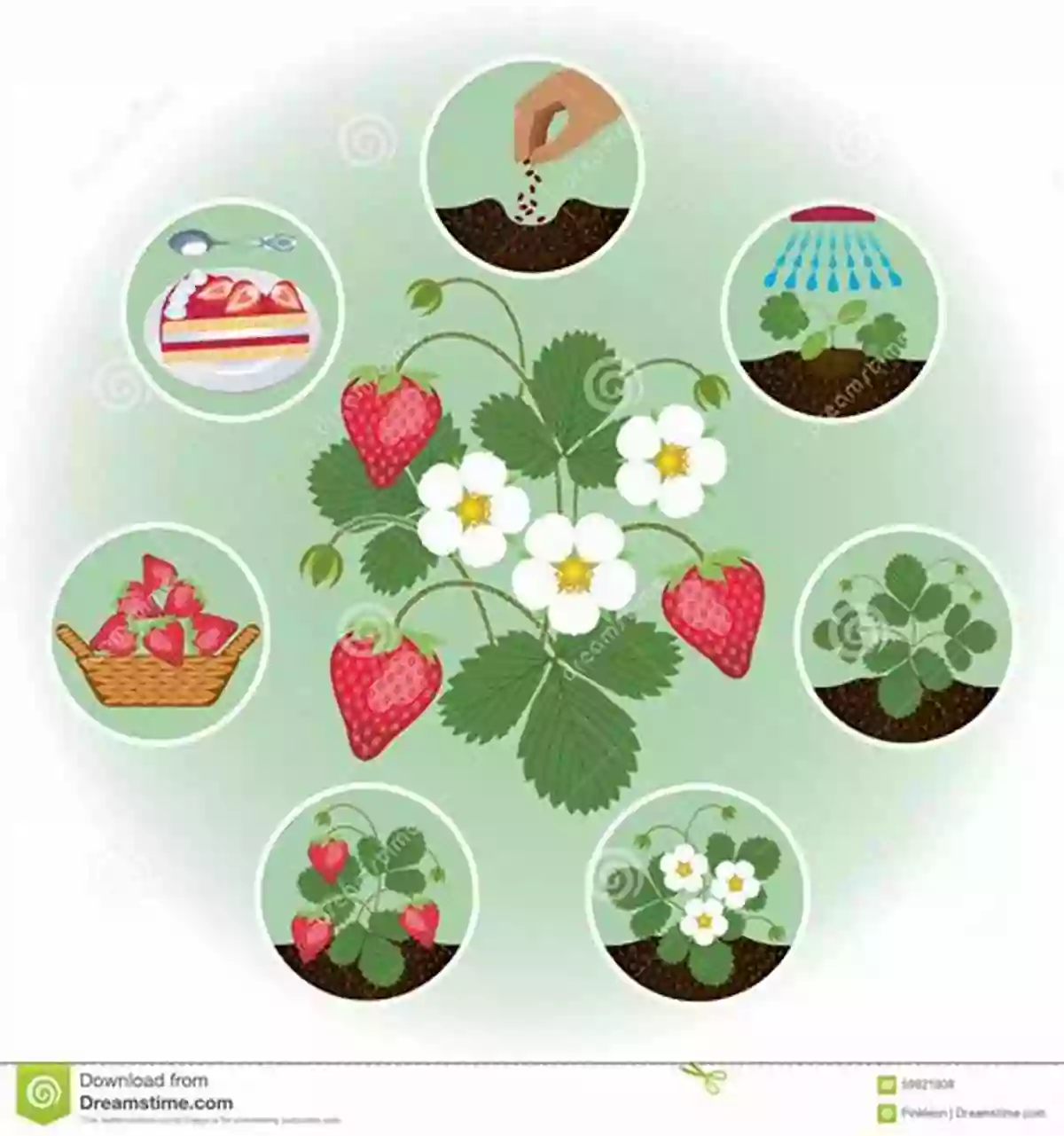 Illustration Of Growing Strawberries Let S Look At Strawberries (Plant Life Cycles (Pull Ahead Readers Nonfiction))