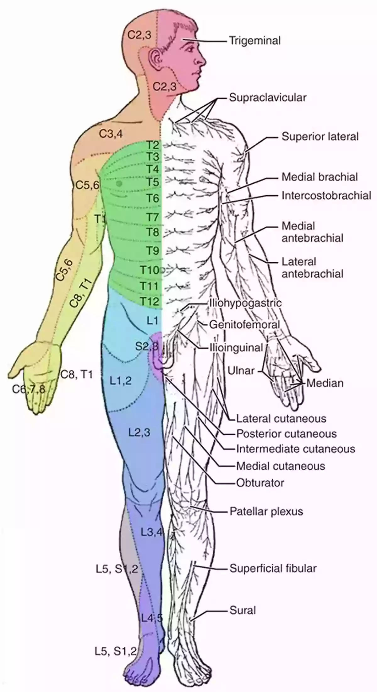 Illustration Of The Human Body With Labels For Different Anatomical Regions Nolte S The Human Brain E Book: An To Its Functional Anatomy