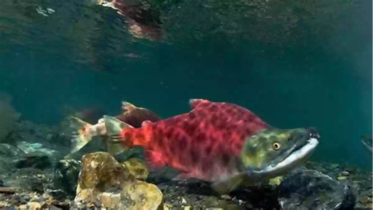 Image Of Salmon Swimming Recovering A Lost River: Removing Dams Rewilding Salmon Revitalizing Communities