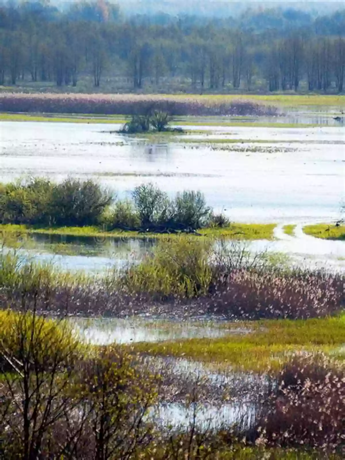 Immerse Yourself In The Enchanting Biebrza River Basin Polish River Basins And Lakes Part II: Biological Status And Water Management (The Handbook Of Environmental Chemistry 87)