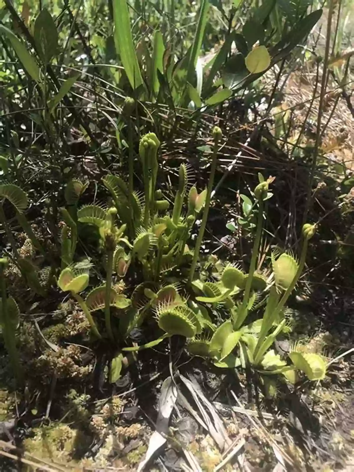 Janet Lawler Observing A Venus Flytrap In Its Natural Habitat Scary Plants (Smithsonian) Janet Lawler