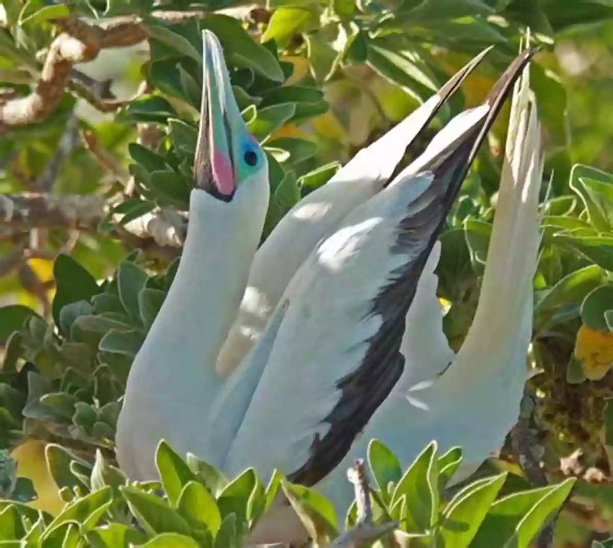 Join Our Expert Guides To Explore The Incredible Bird Species In Belize Birding In Belize With Colours (Caye To Learning)