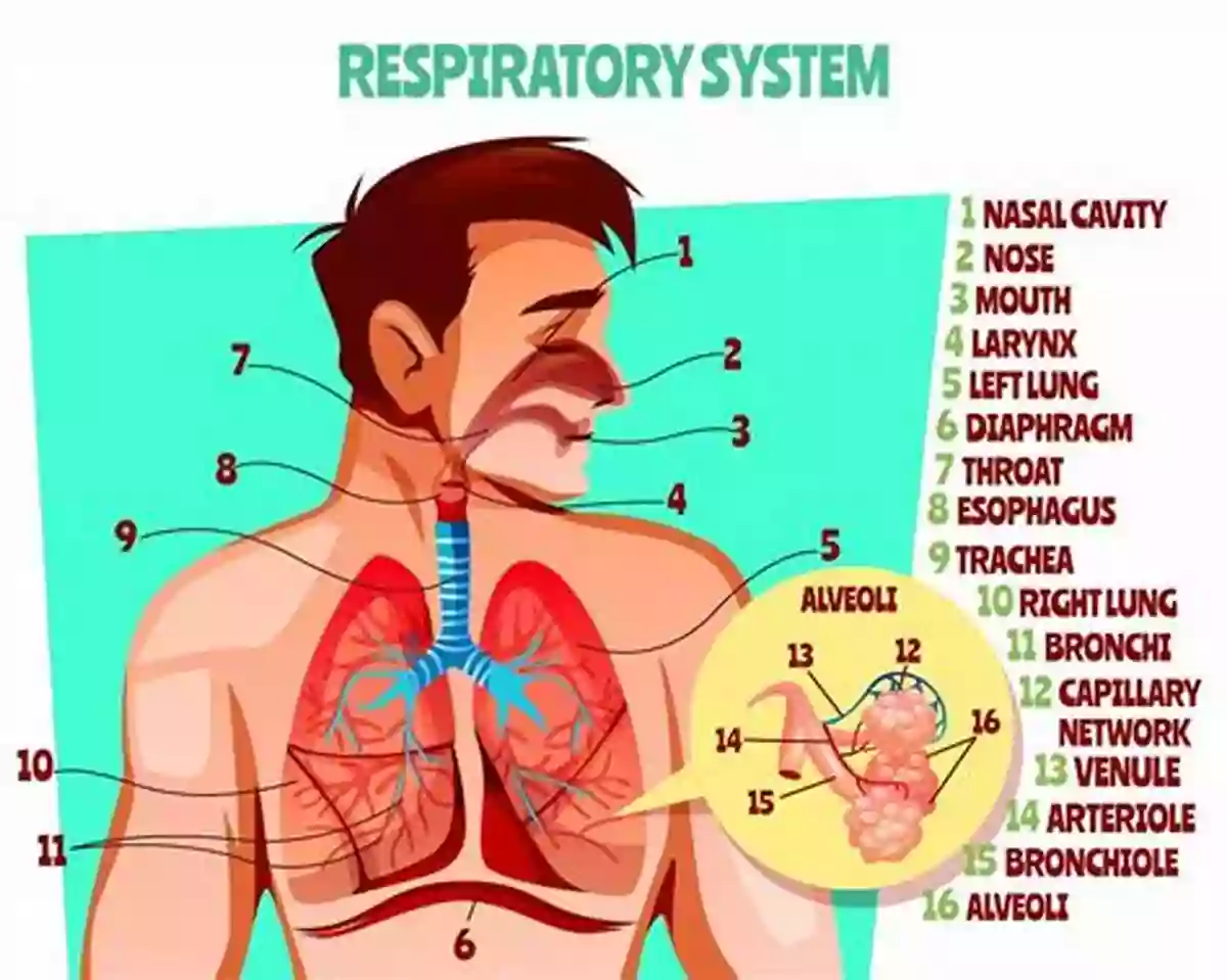 Journey Into The Inner Workings Of The Respiratory System: Marvel At The Breath Of Life That Sustains Us The Body Atlas: A Pictorial Guide To The Human Body